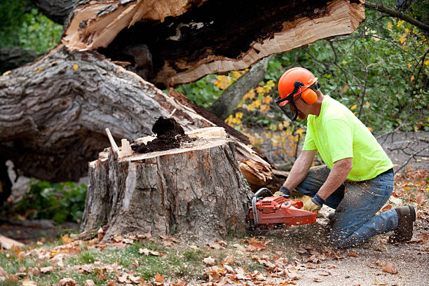 How Our Tree Care Process Works  in  Blanchard, OK